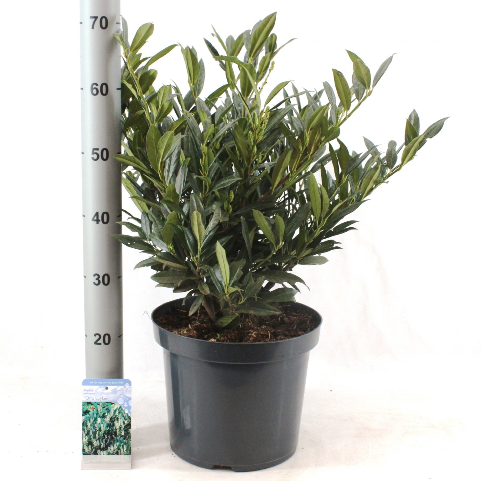 Prunus laur. ‘Otto Luyken’ Van der Peijl Tuinplanten Prunus laur. ‘Otto Luyken’ Van der Peijl Tuinplanten