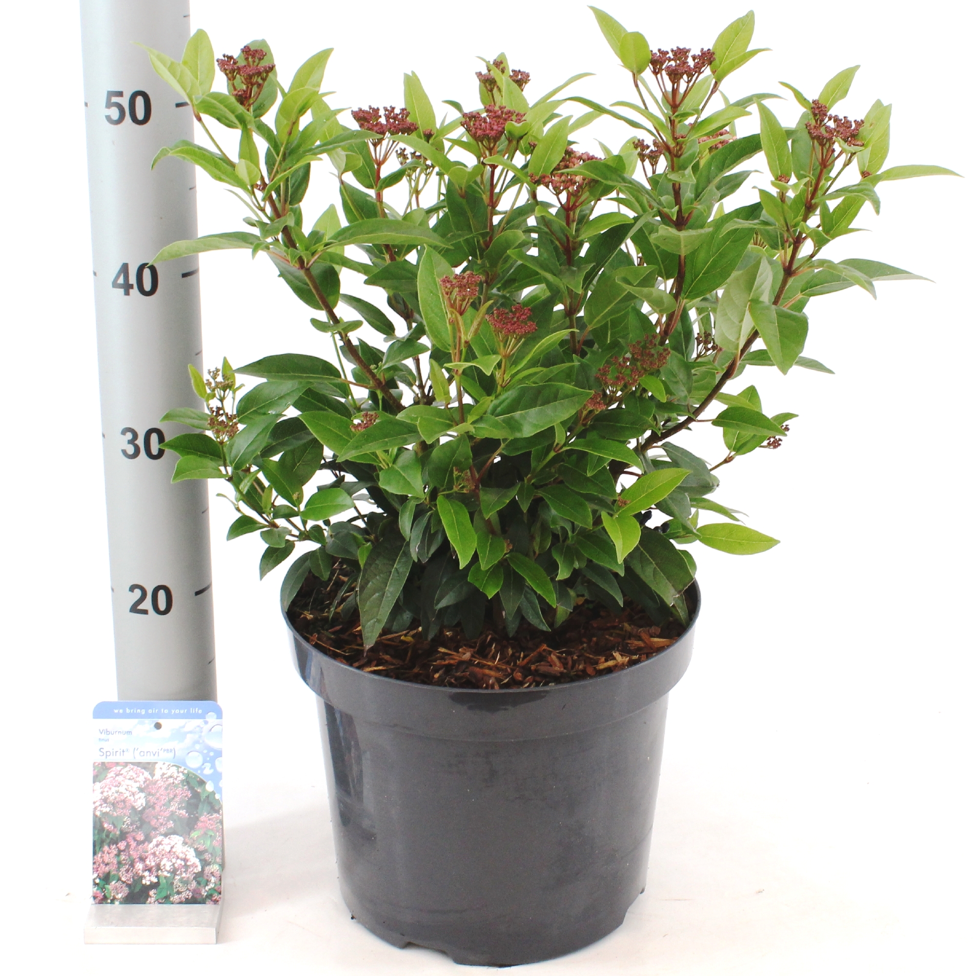 Viburnum tinus ´Spirit´ ® Van der Peijl Tuinplanten